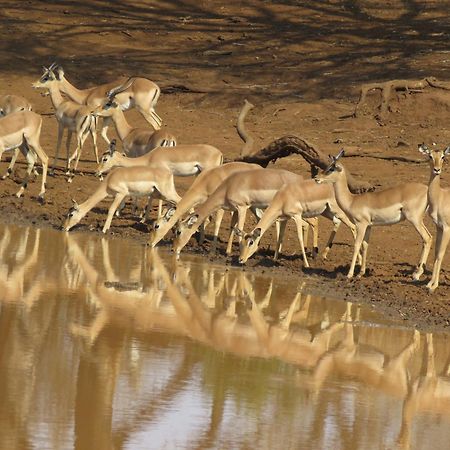 טזאנין Sable Creek Safari Lodge מראה חיצוני תמונה