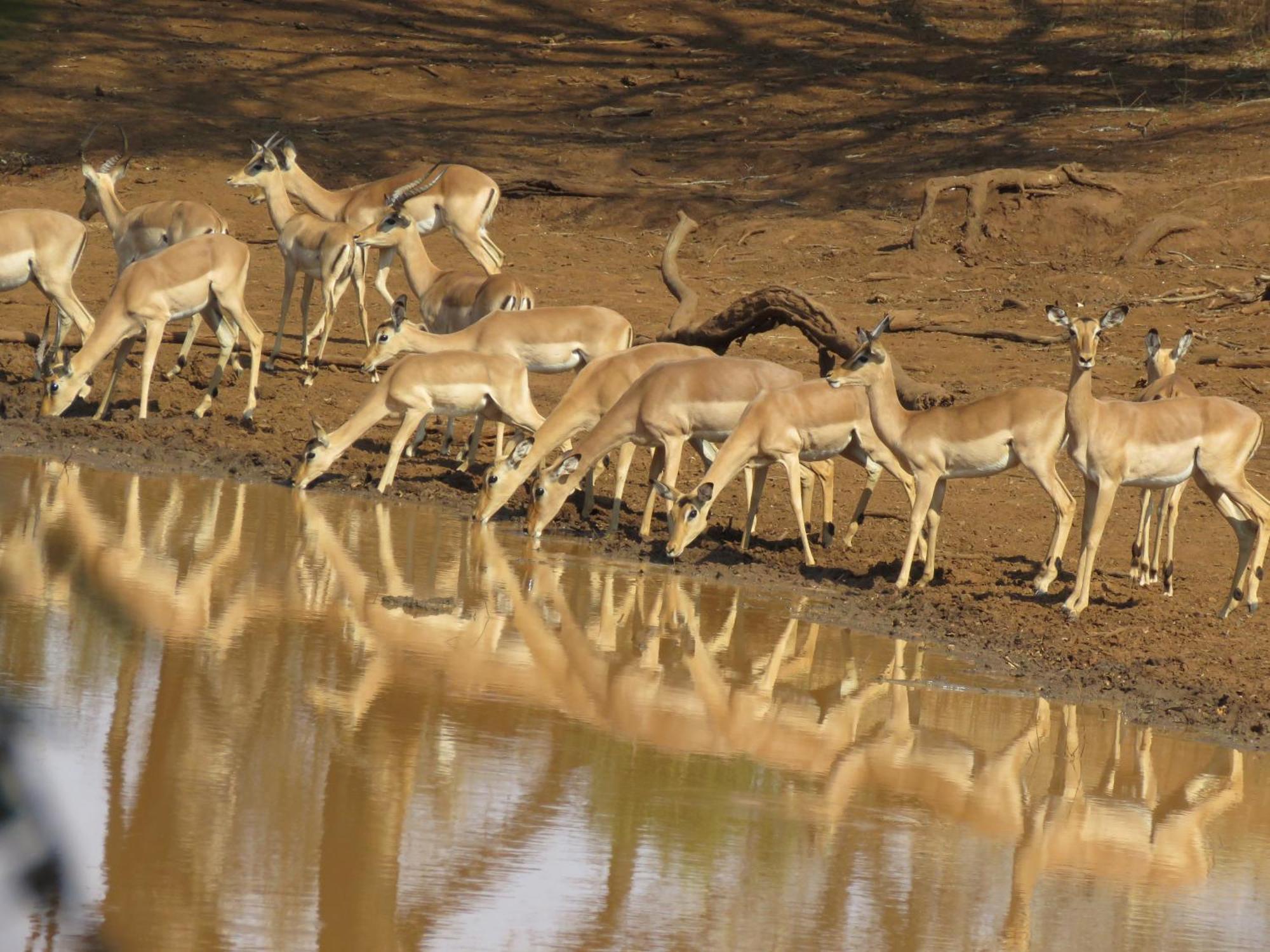 טזאנין Sable Creek Safari Lodge מראה חיצוני תמונה