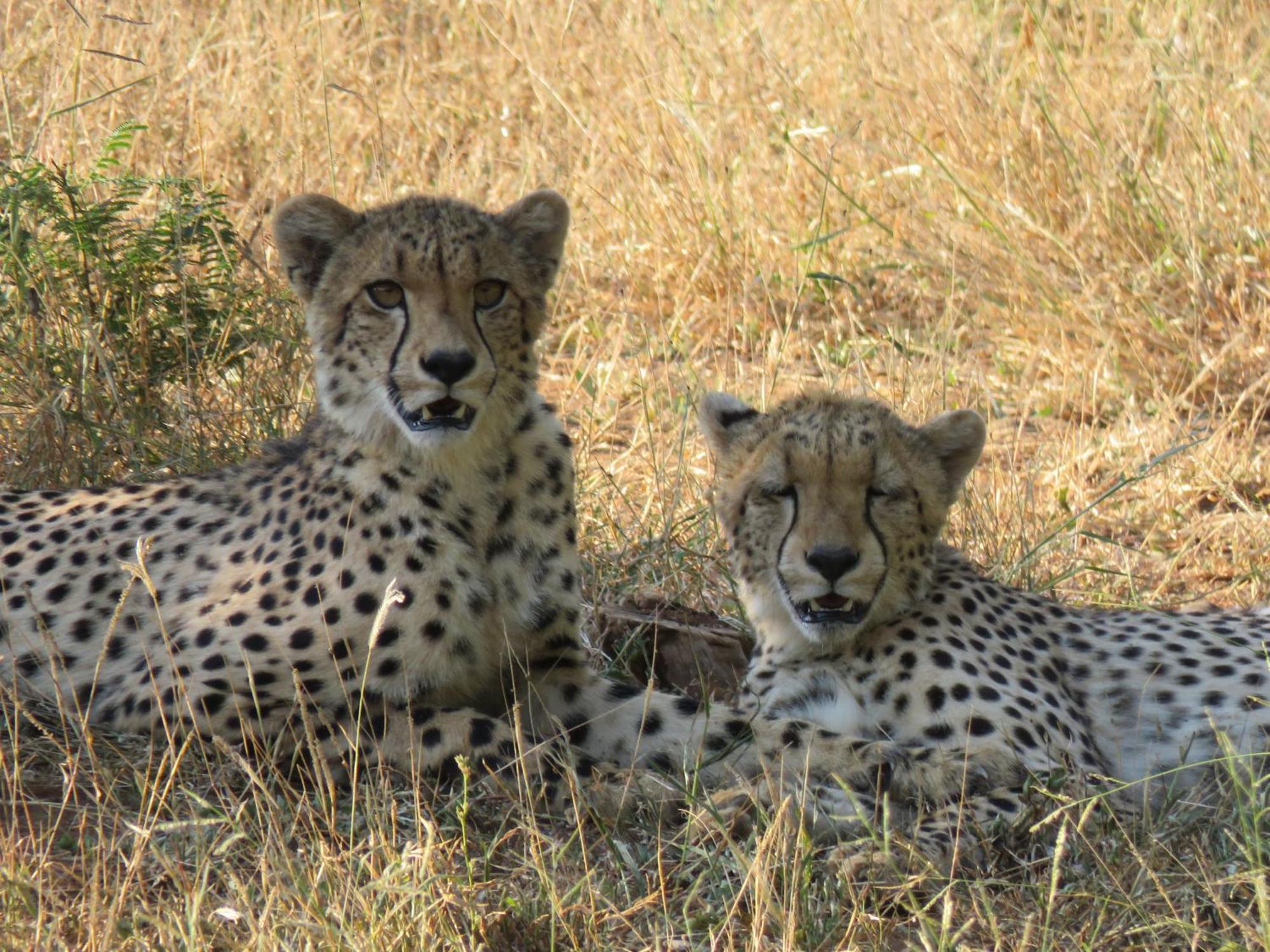 טזאנין Sable Creek Safari Lodge מראה חיצוני תמונה